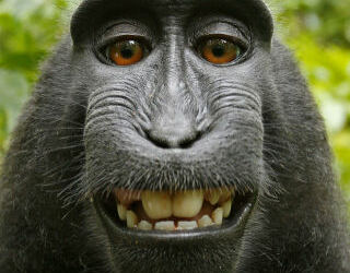 Animal Rights, Or Just Plain Monkey Business?