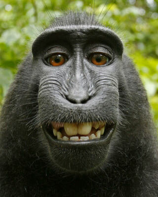 Sulawesi Monkey - Who owns the Copyright?