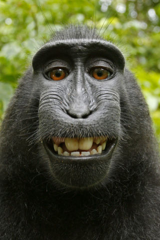 Sulawesi Monkey - Who owns the Copyright?