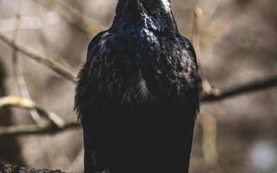 The Bird Is Coming