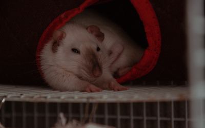 Rat Racers