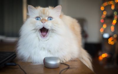 Cat-O-Strophic Technology