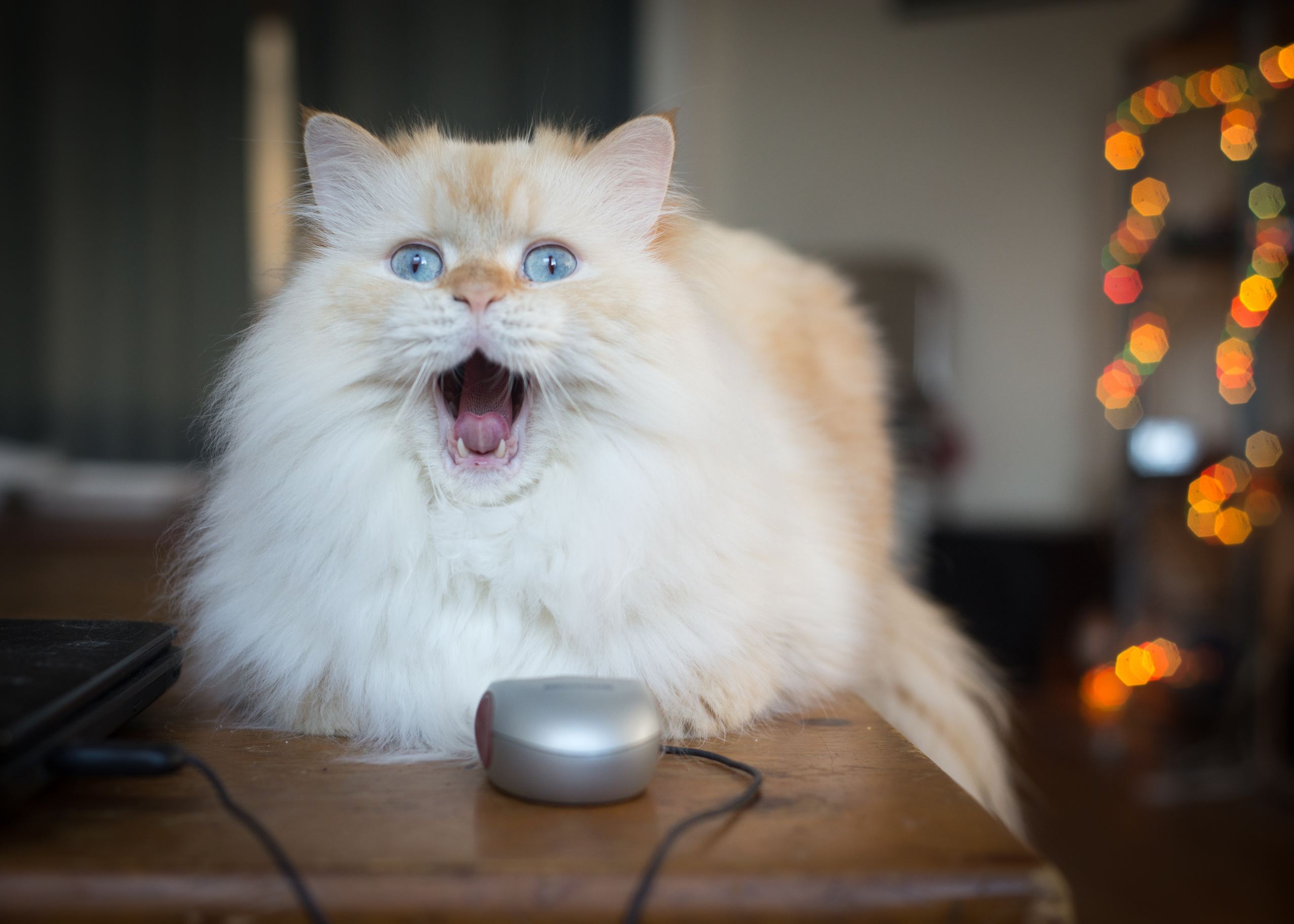 I'm not a cat